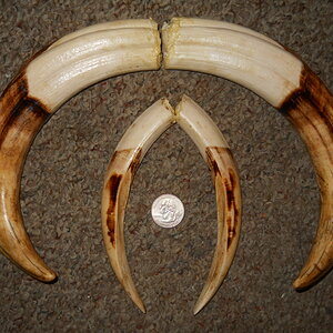 Warthog Teeth Taxidermy