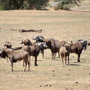 Black Wildebeest At Zana Botes Safari