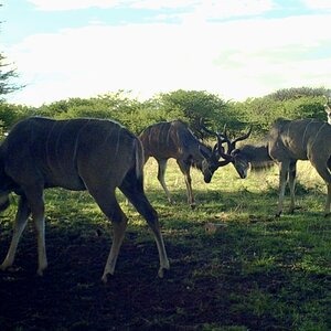 Kudu Bulls At Zana Botes Safari