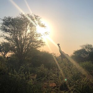 Giraffe Limpopo South Africa