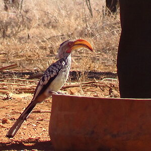 Hornbill South Africa