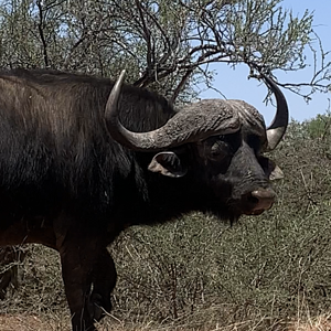 Buffalo South Africa