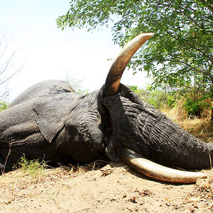 Elephant Hunting Namibia