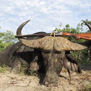 Buffalo Hunting Namibia