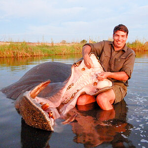 Hippopotamus Hunt Namibia