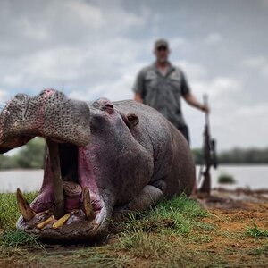 Hippopotamus Hunt South Africa