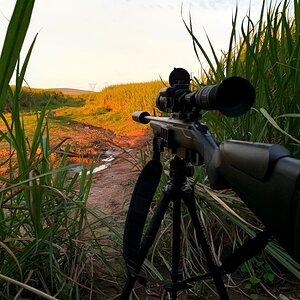 Hunting Rifle With Tripod Shooting Stick