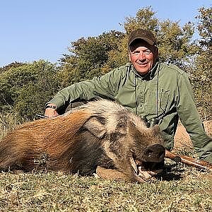 Bushpig Hunting South Africa