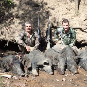 Bushpig Hunting