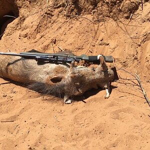 Warthog Hunt Namibia