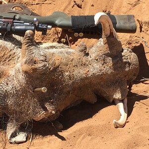 Warthog Hunt Namibia