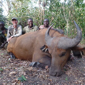 Savannah Buffalo Hunting  Cameroon