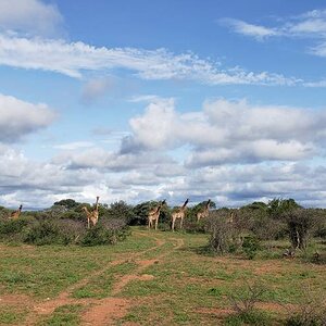 Giraffes South Africa