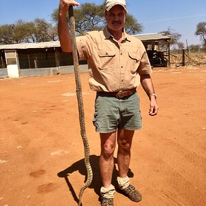 Medium Cobra Snake
