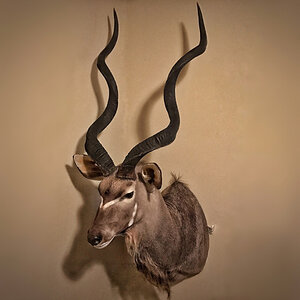 Kudu Shoulder Mount Taxidermy