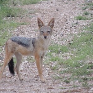 Black-backed Jackal South Africa