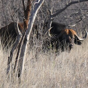 Cape Buffalo South Africa