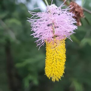 Pink & Yellow Acacia Flower