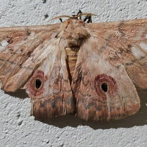 Emperor Moth