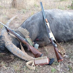 Australian Buffalo Hunt