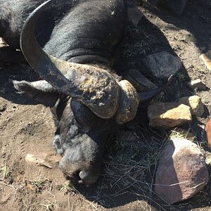 Buffalo Hunt Mozambique