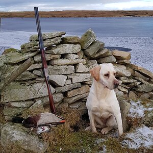 Bird Hunting With Labrador