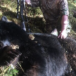Black Bear Hunt Alaska