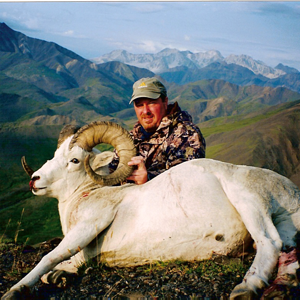 Dall Sheep West Alaska