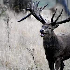 Red Deer