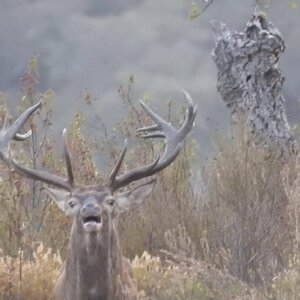 Red Deer Wildlife