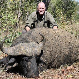 Cape Buffalo Hunt Kazuma Safari Area, Zimbabwe