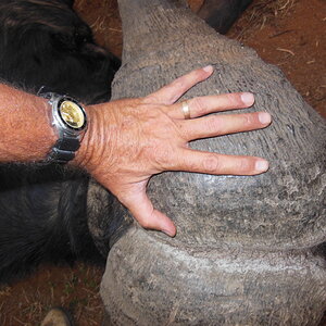 Bow Hunting Buffalo