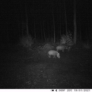 Bushpig Boar And Sow Night Camera