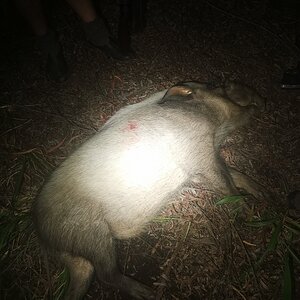 White Bushpig Hunting Kwazulu Natal South Africa