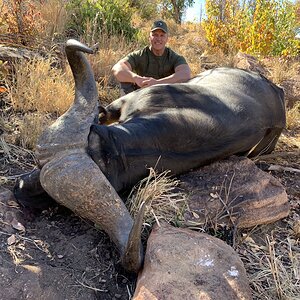 Buffalo Hunt Mozambique With Kwalata Safaris
