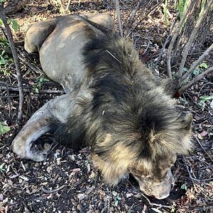 Wild Lion Hunting Zimbabwe