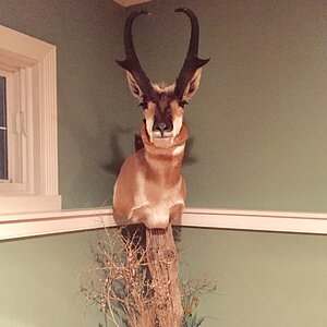 Pronghorn Pedestal Mount Taxidermy