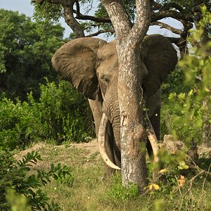 Elephant Wildlife Africa