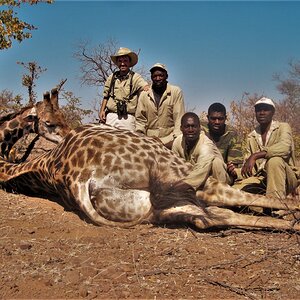 Giraffe Hunt Zimbabwe