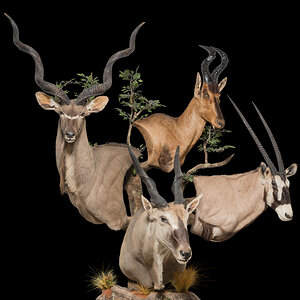 Kudu Red Hartebeest Gemsbuck Eland Wall Pedestals Custom