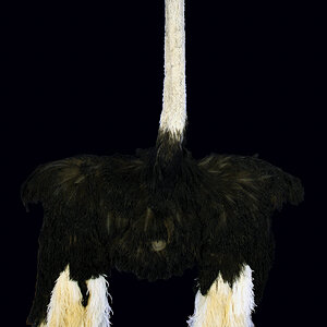Ostrich Shoulder Mount