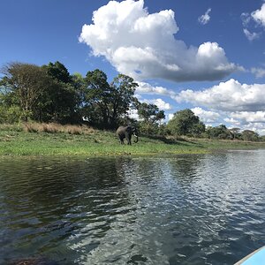 Zambia Wildlife