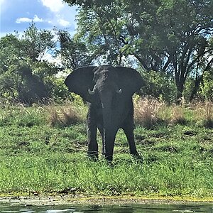 Zambia Wildlife