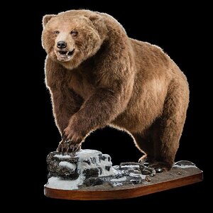 Bear Brown Full Taxidermy Mount