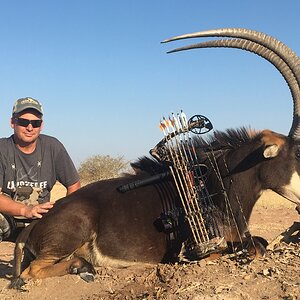 Bowhunting Sable South Africa