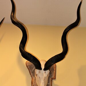 Kudu European Skull Mounts