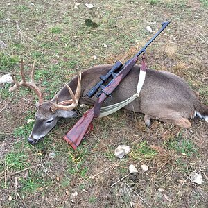 White-tailed Deer Hunting In Hill Country