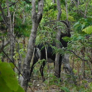 Sable Wildlife South Africa