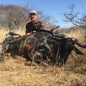 Blue Wildebesst Bow Hunting South Africa