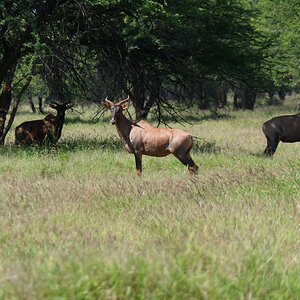 Tsessebe South Africa